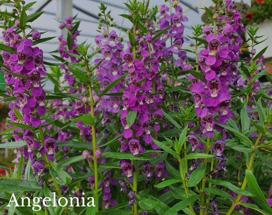 angelonia.png