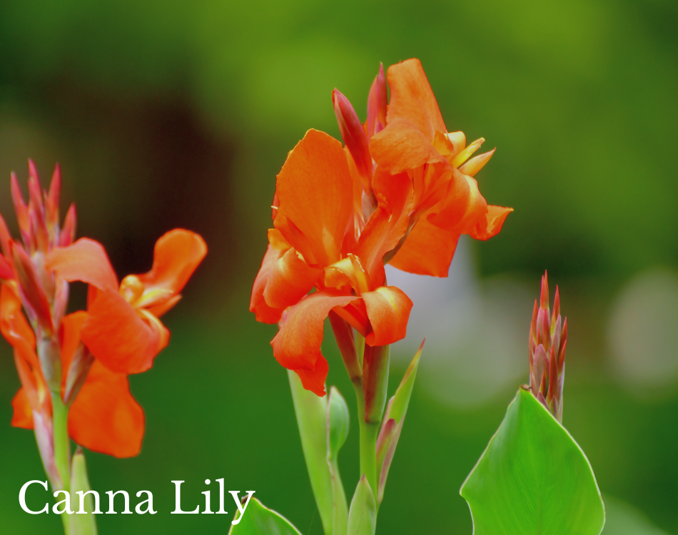 canna lilies.png