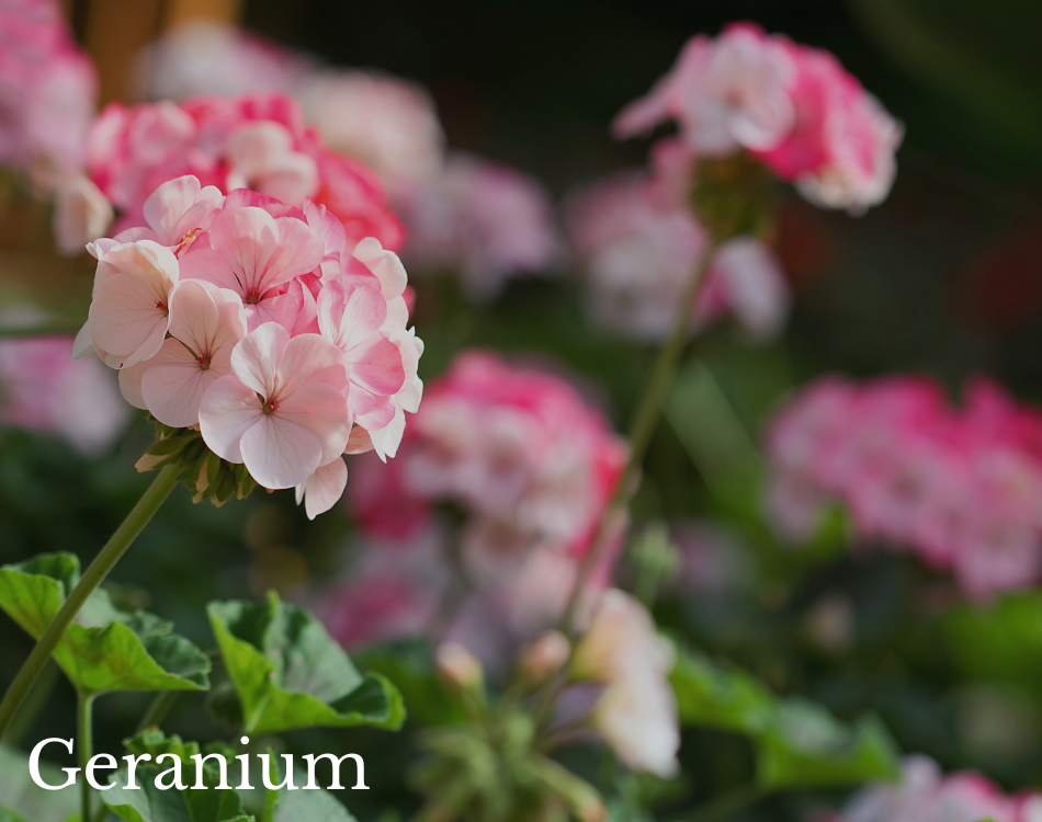 geraniums.png