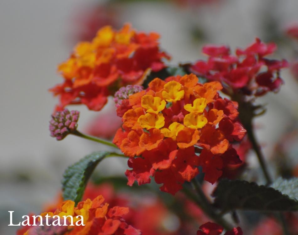 lantana.png
