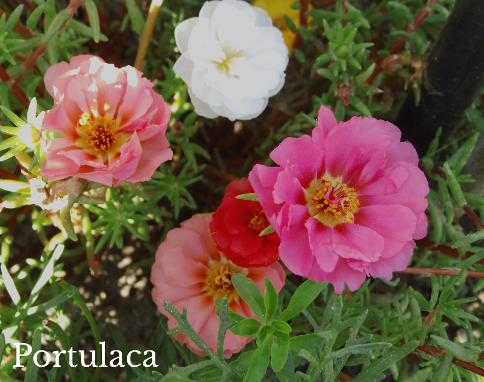 portulaca.png