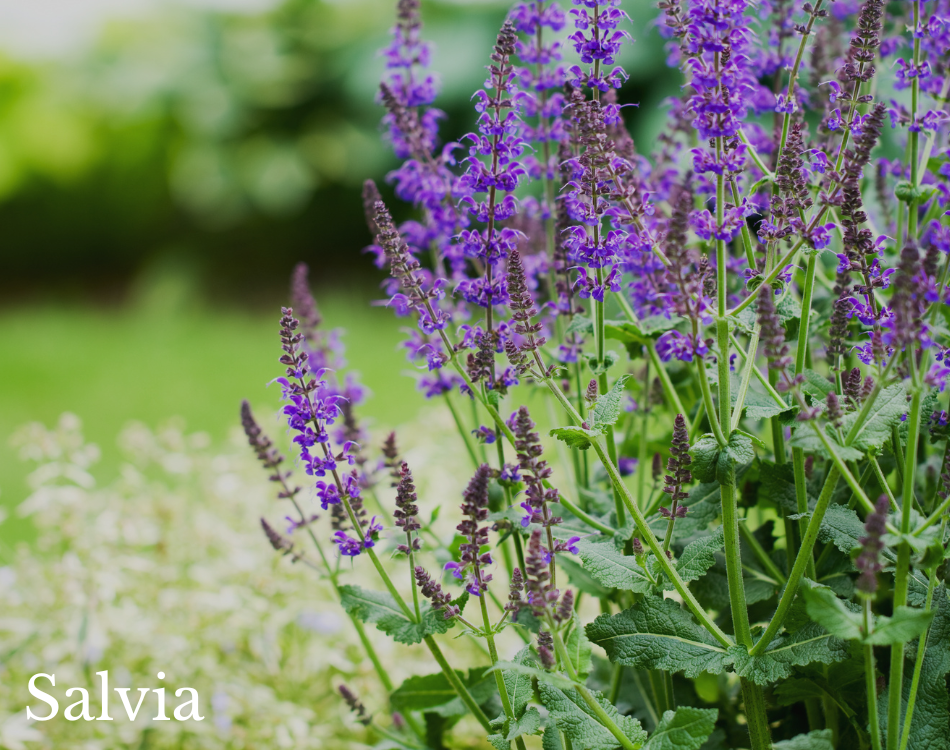 salvia.png