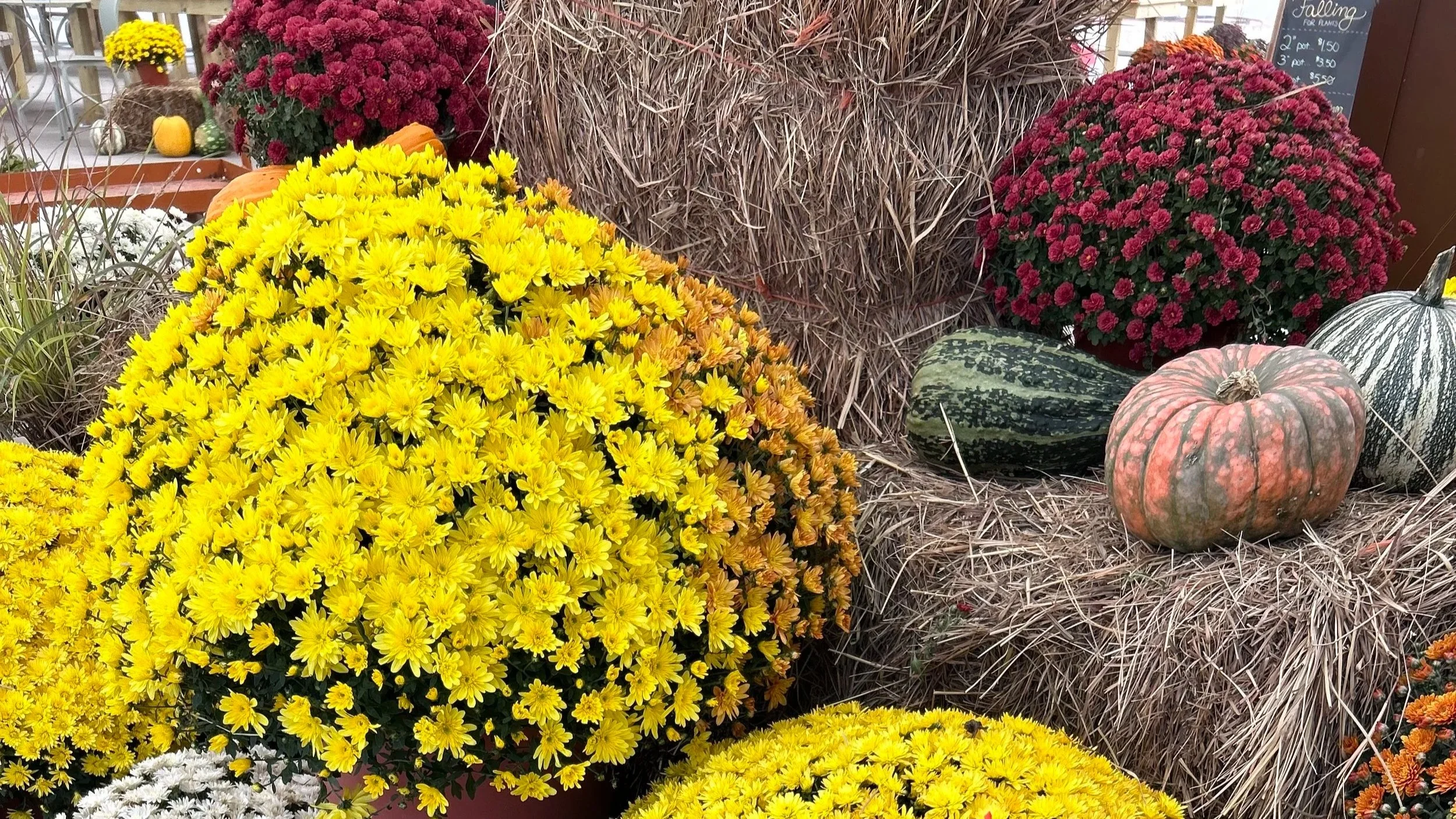 Fall Festival