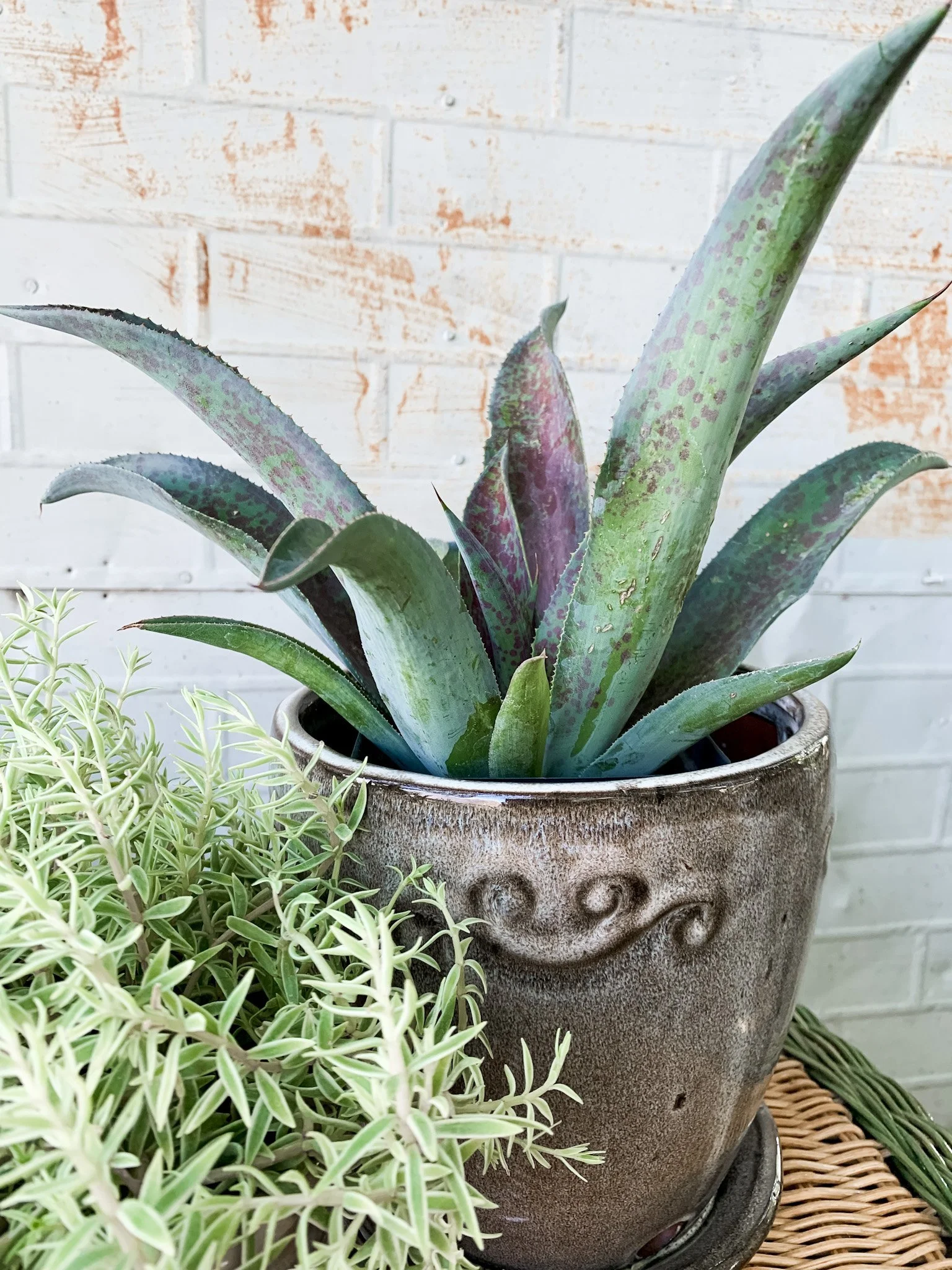 Wild Roots Greenhouse & Market