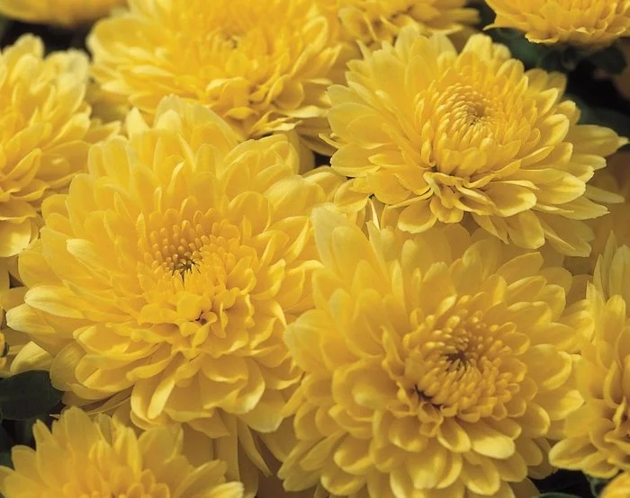 Dawn Yellow