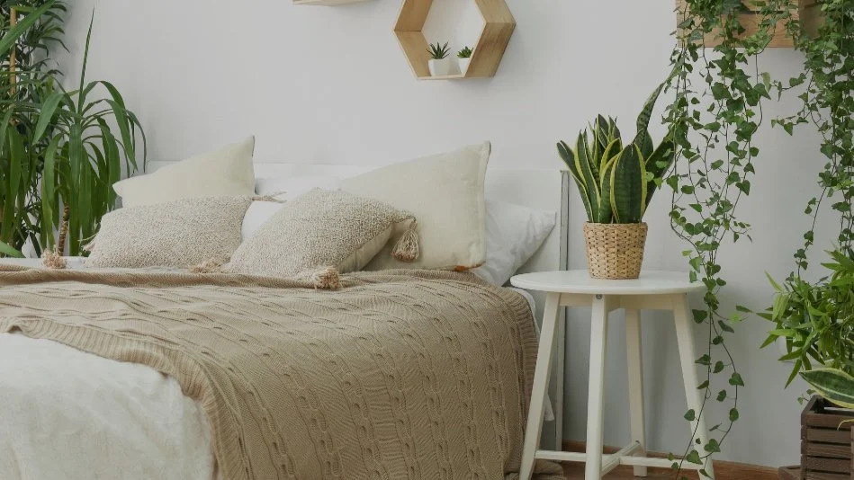 Bedroom Plants — Wild Roots Greenhouse & Market