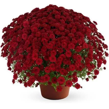 Josephine Red