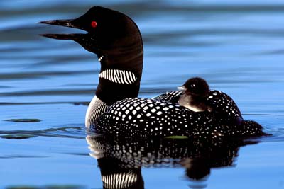 Picture courtesy of The Loon Preservation Committee