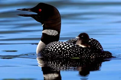 Cold Weather Concerns for Loons on NH Lakes