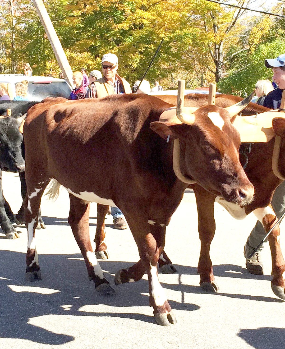 Animals are a popular part of the fair’s parade