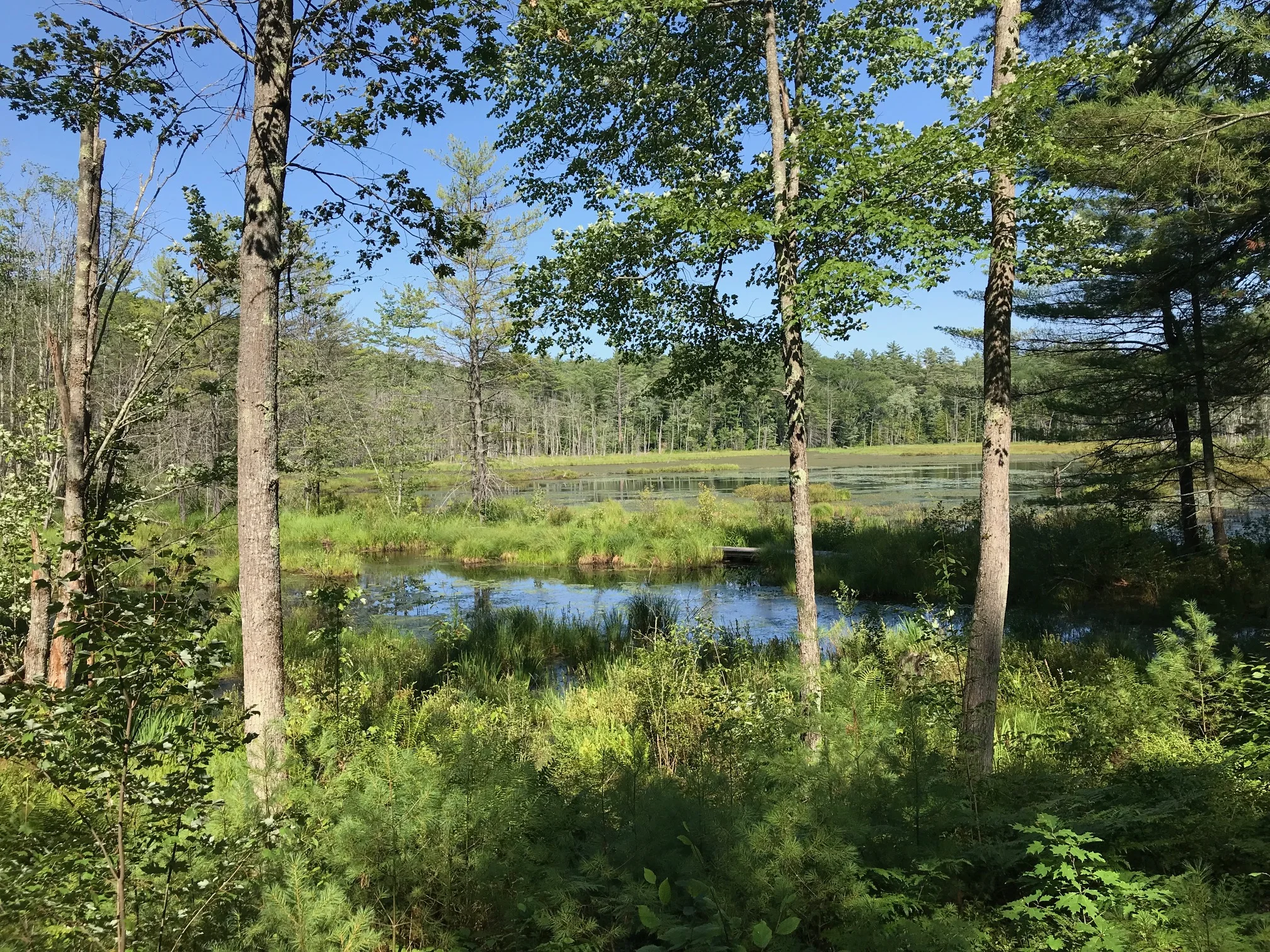 View from Quincy Bog