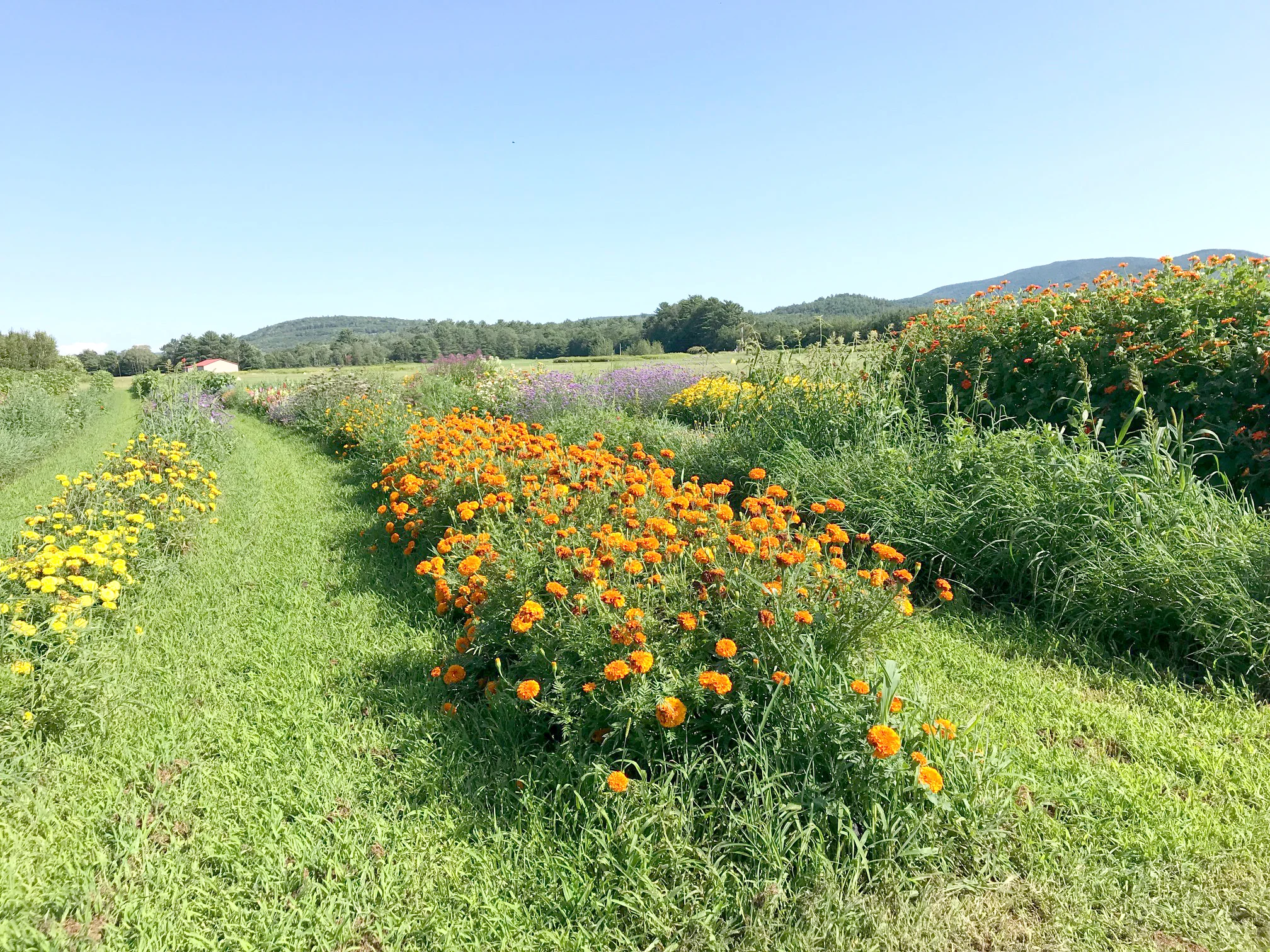 Flower gardens at Longview Farm