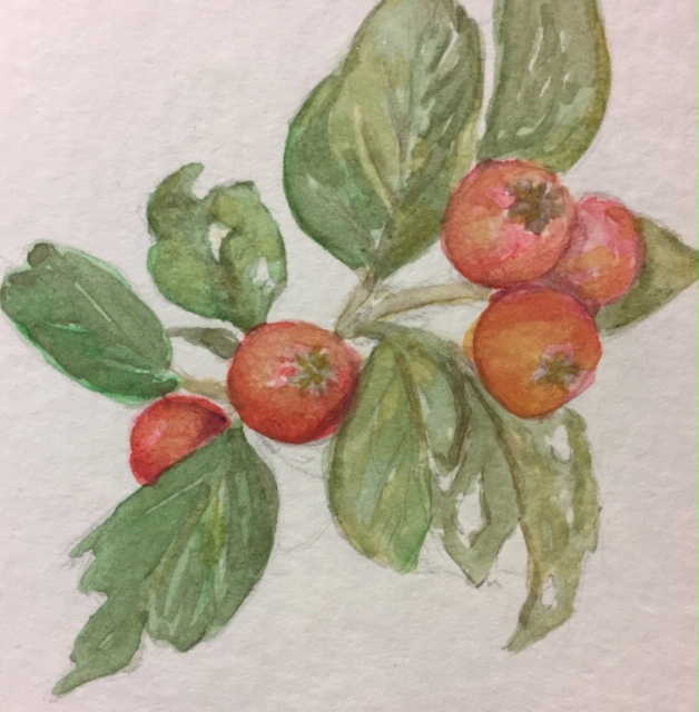 winterberries.JPG