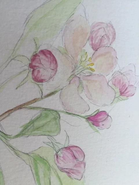 cherry blossom.JPG