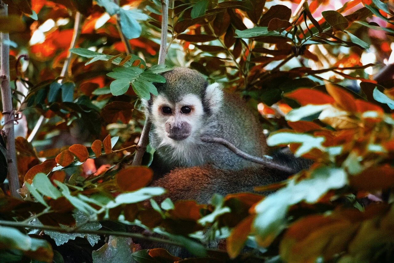 monkey (color change) copy copy (1).jpeg