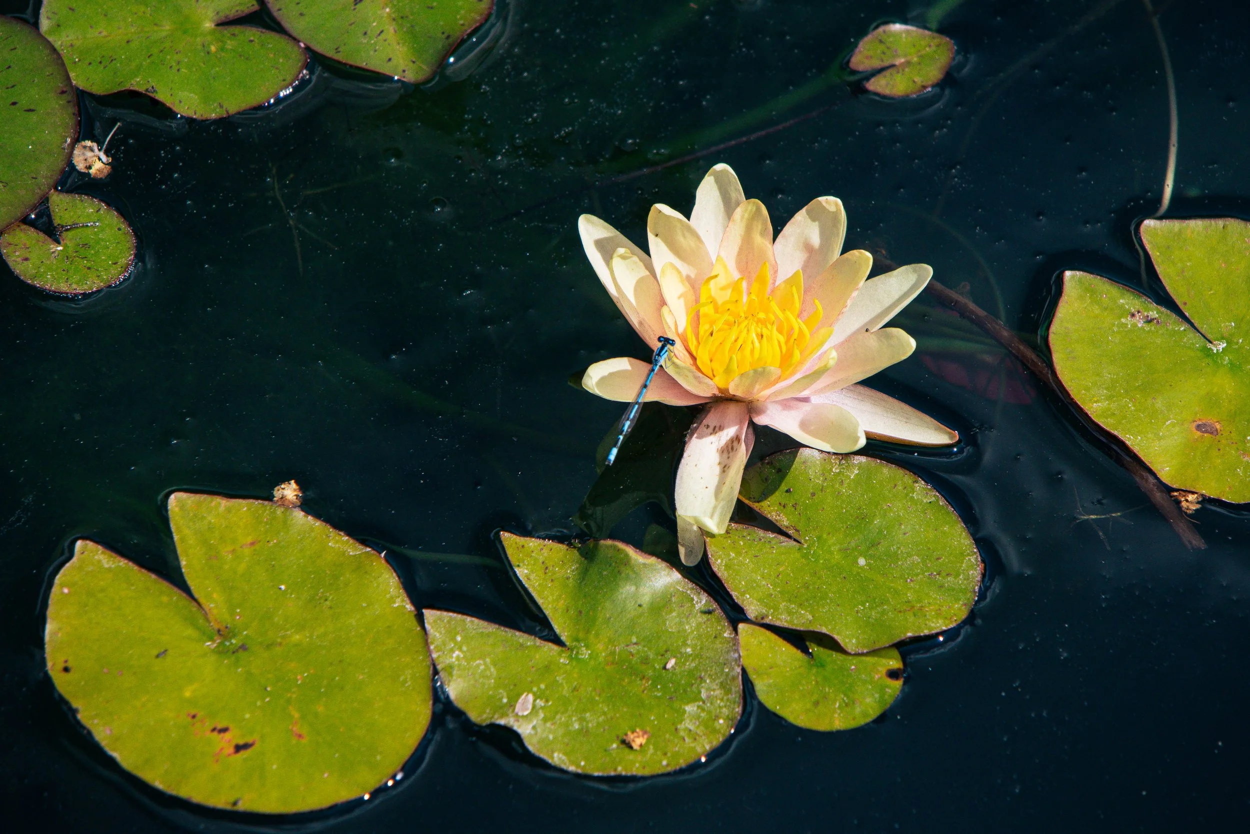 nyc-brooklyn-botanic-kubasko-8-15-62.jpg