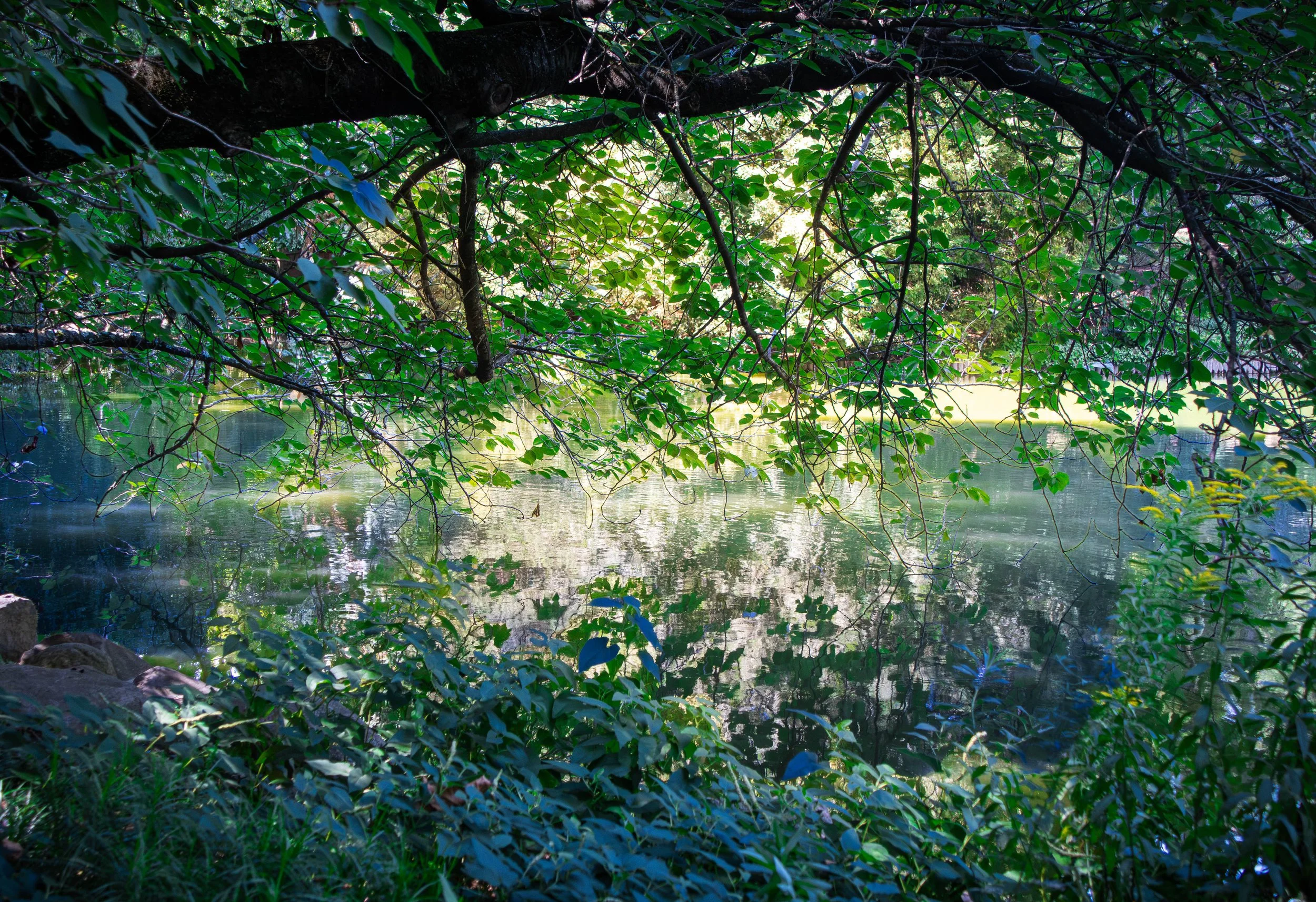 nyc-brooklyn-botanic-kubasko-8-15-52.jpg