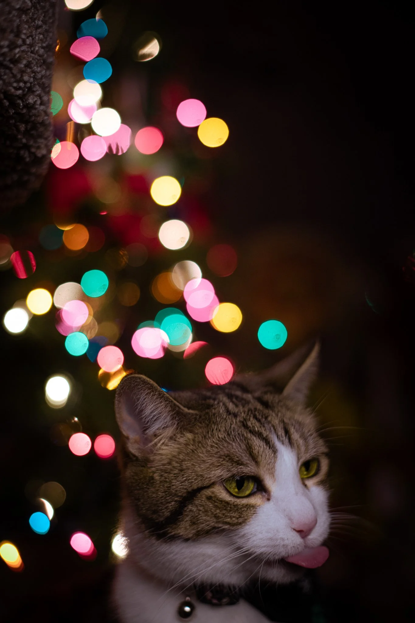 DSC_0620.jpg