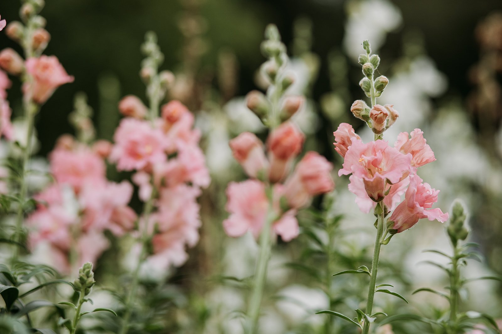 Flowers and Jules (35 of 192).jpg