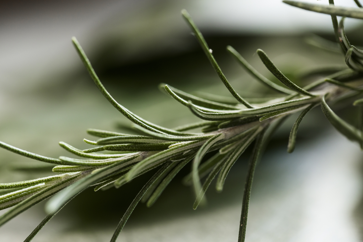 sprig-large.jpg