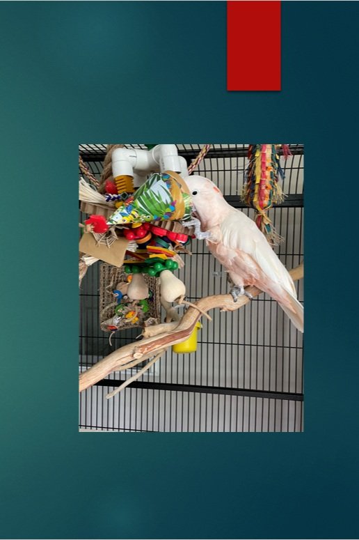 Enrichment+and+Foraging+Screenshot.jpg