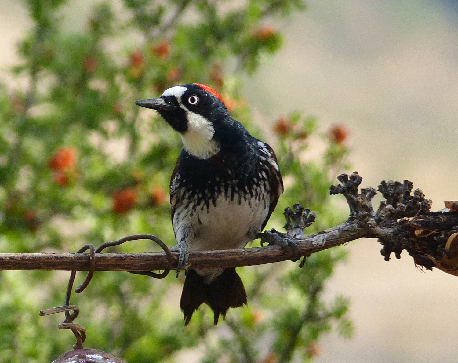 Acorn Woodpecker (David Zittin, Portal, Arizona June 2016). The Acorn Woodpecker is a social bird and form small groups of a dozen or less birds. They excavate holes in trees and pound an acorn into each hole for future consumption. Sometimes trees will contains thousands of holes. These hole grouping are called granaries.