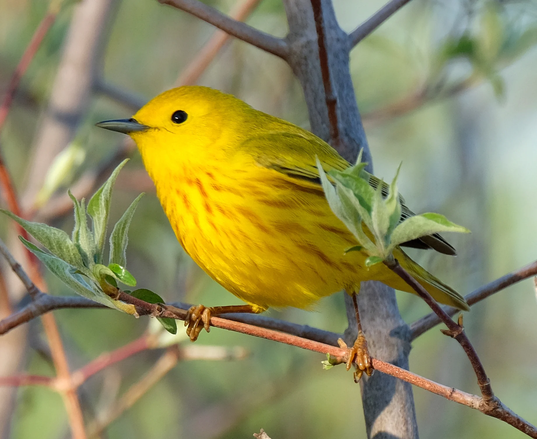Yellow Warbler (David Zittin, Magee Marsh, OH, 2018)