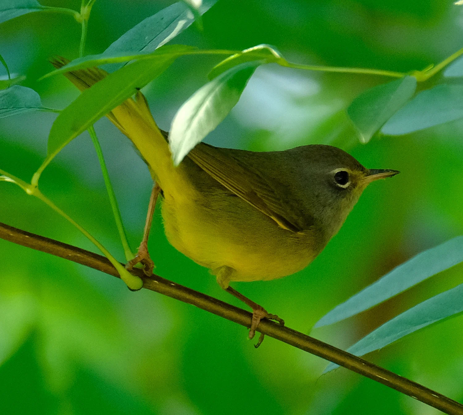 MacGilivray's Warbler.jpg