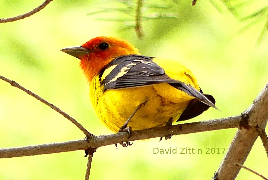 Western Tanager. Photo taken near Truckee, California