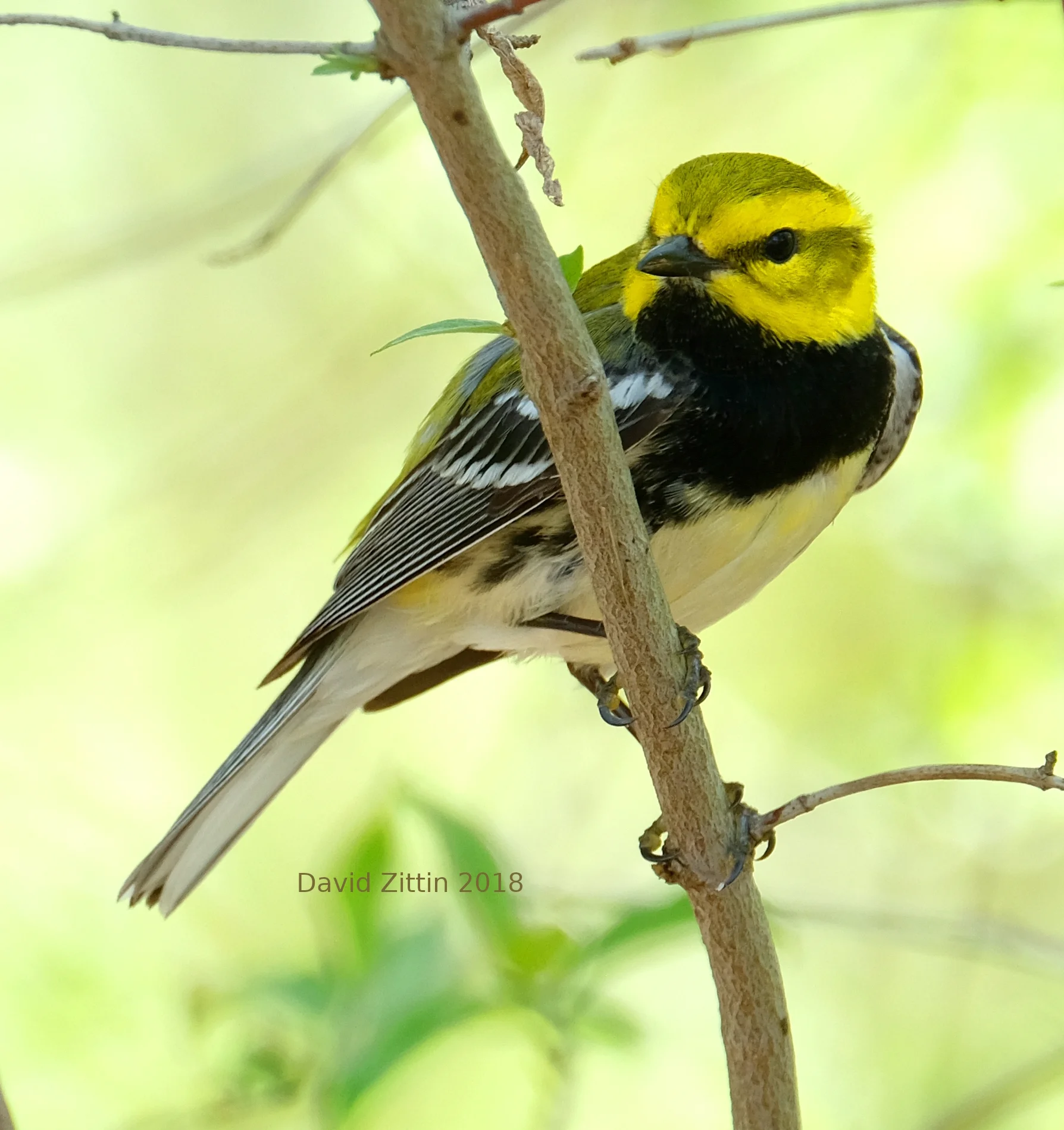 Black-throated Green Warbler