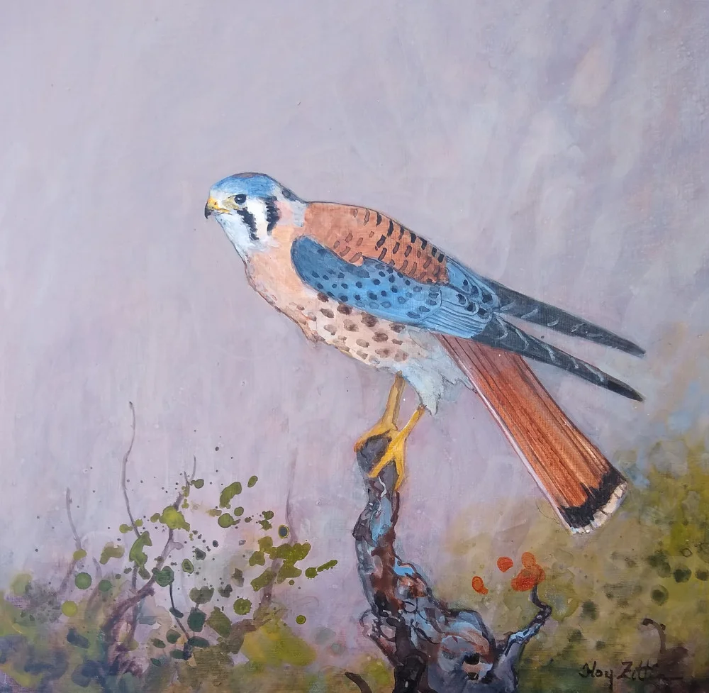 ‘K is for Kestrel’ 8” x 8” acrylic on wood panel