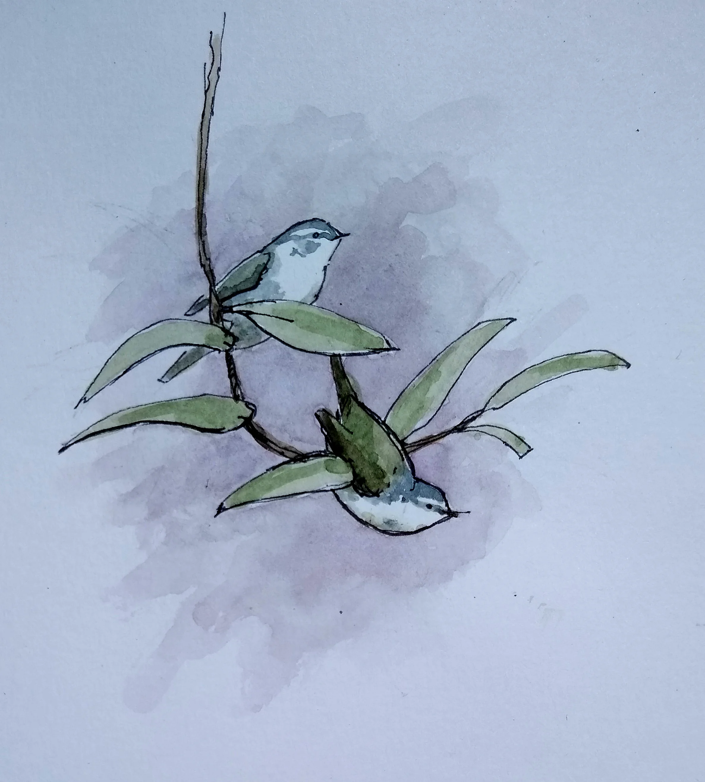 Tennessee Warbler sketch - 2019