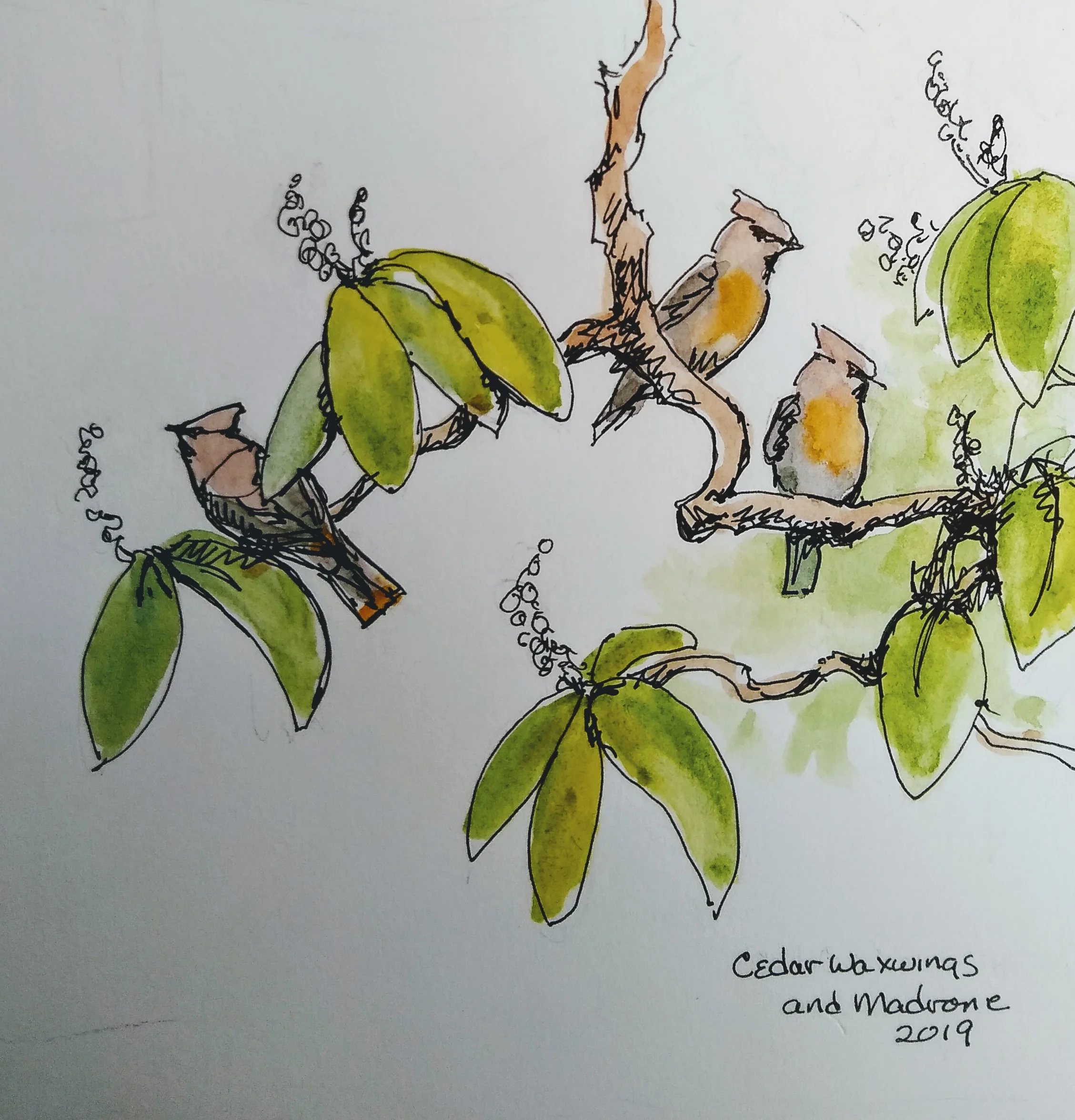 Cedar Waxwing sketch