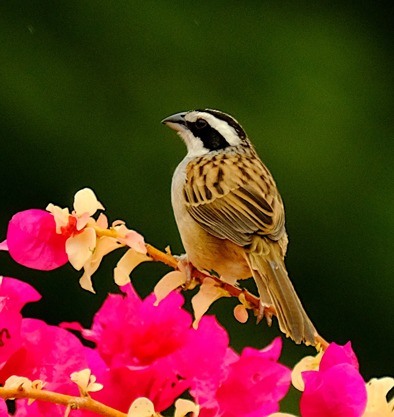 Stripe-headed Sparrow (Jalisco 2020)