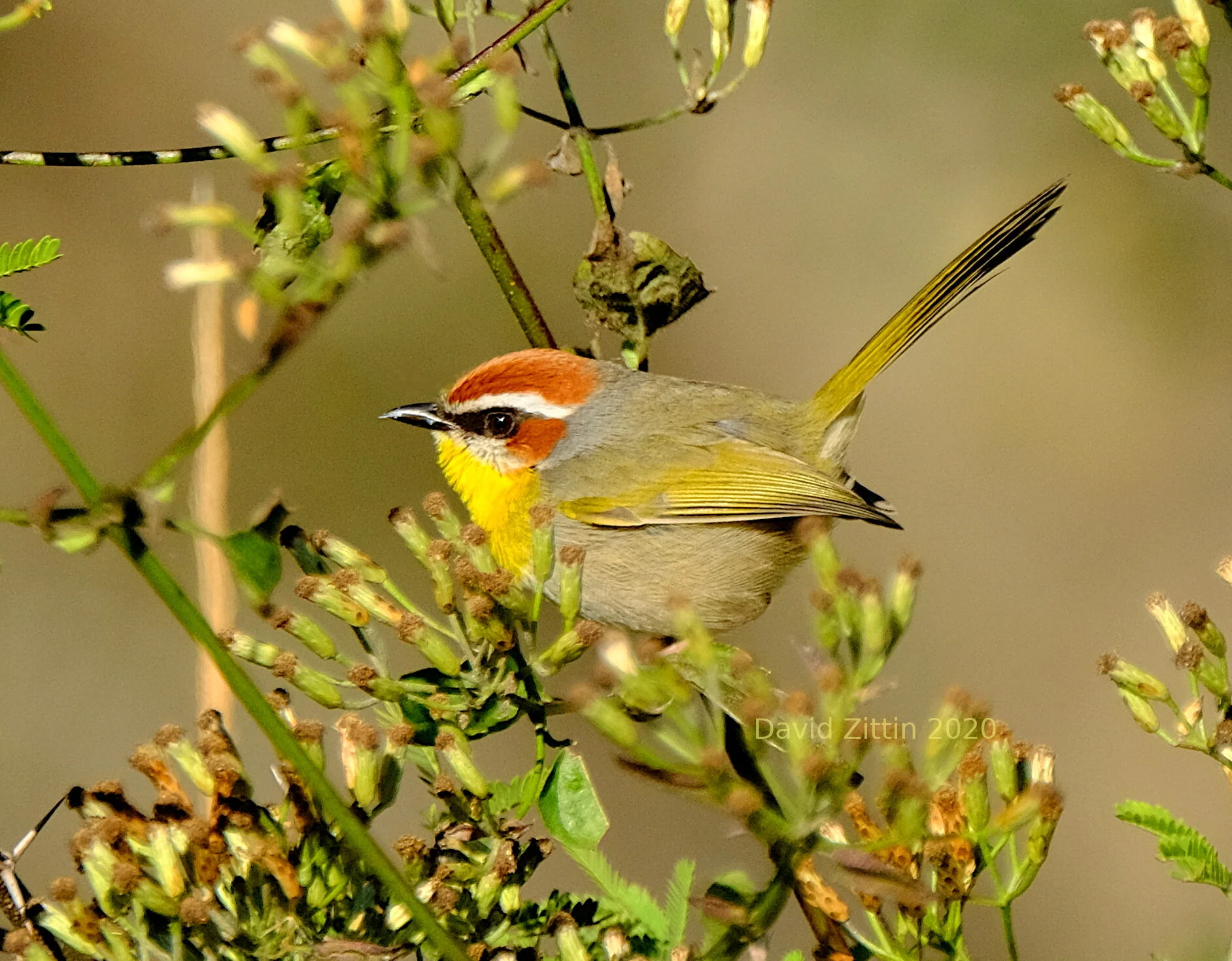 Rufous-capped Warbler