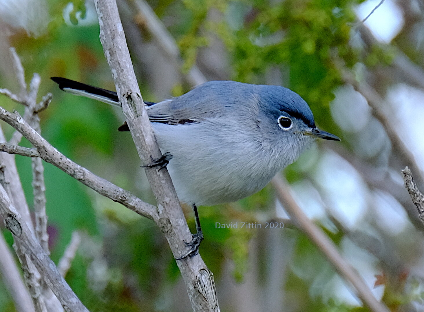 Birds of the Blue Ridge: Blue-gray Gnatcatcher - Blue Ridge Country