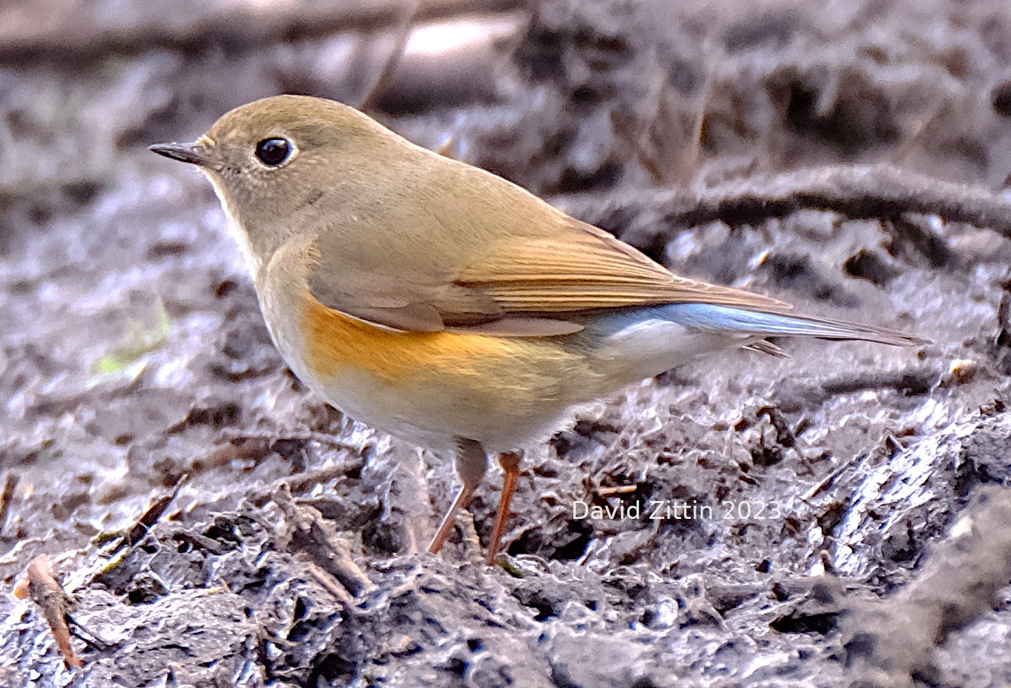 red-flanked-bluetail