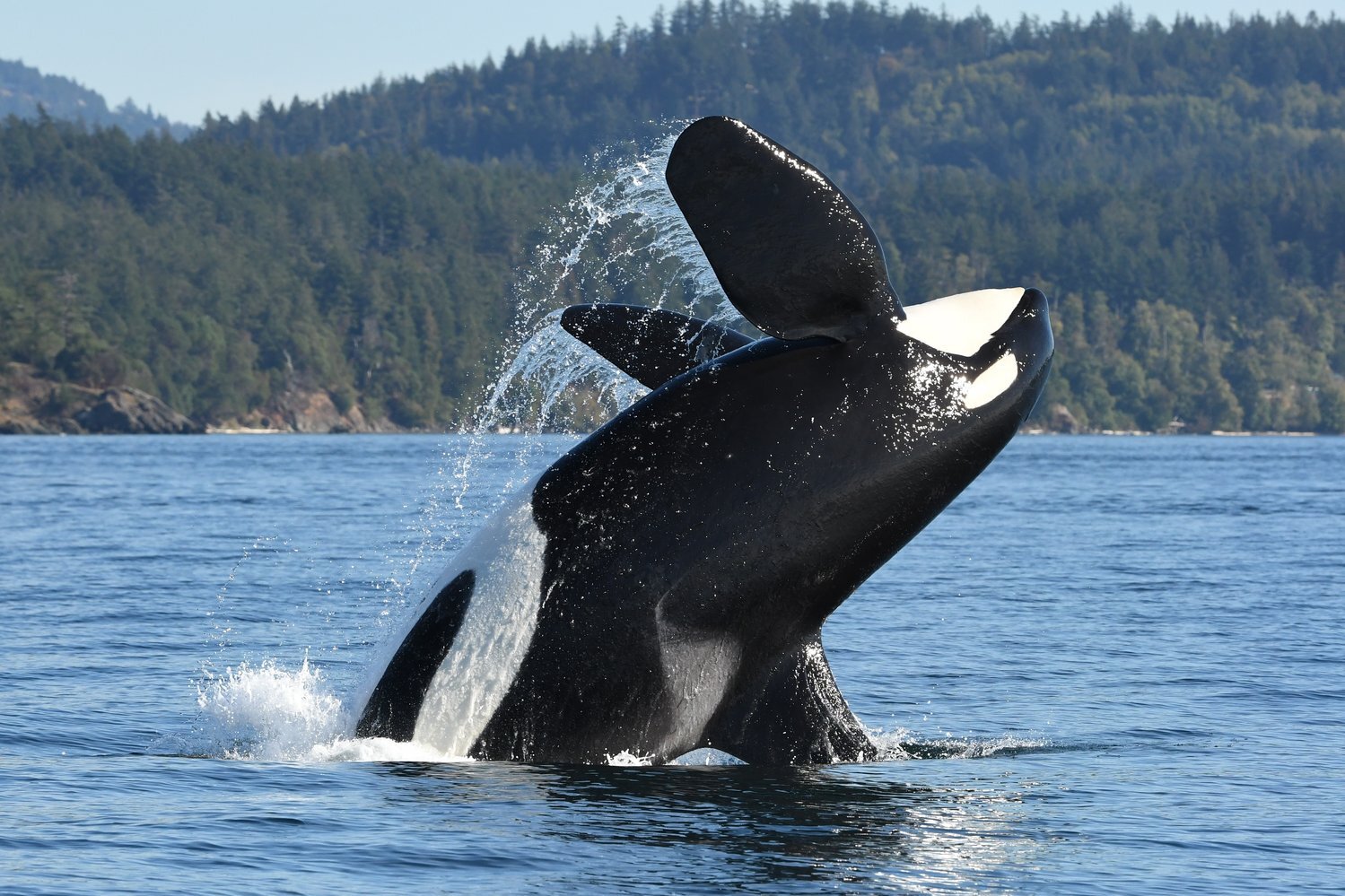 Orca.jpg