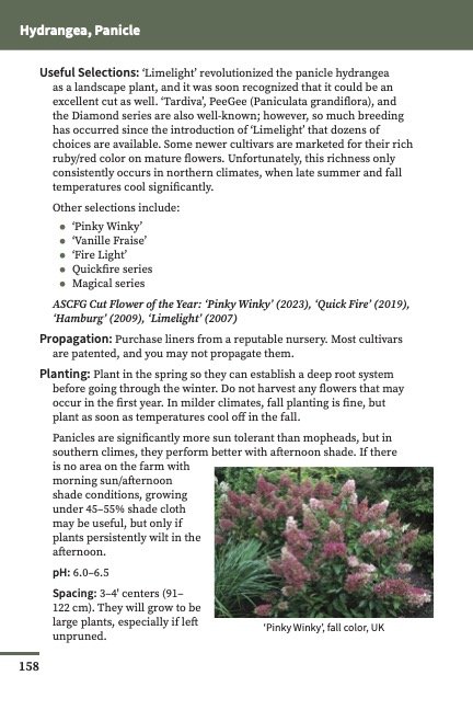 Paniculata 2 page 2 of 2.jpg
