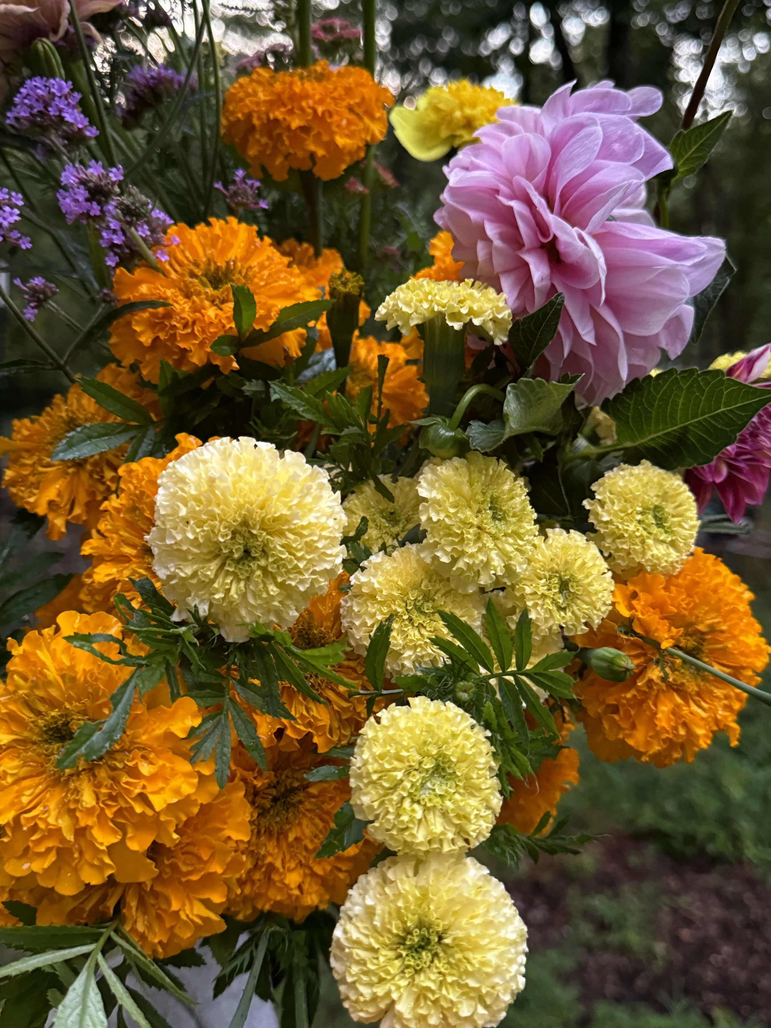 IMG_4039.jpeg
