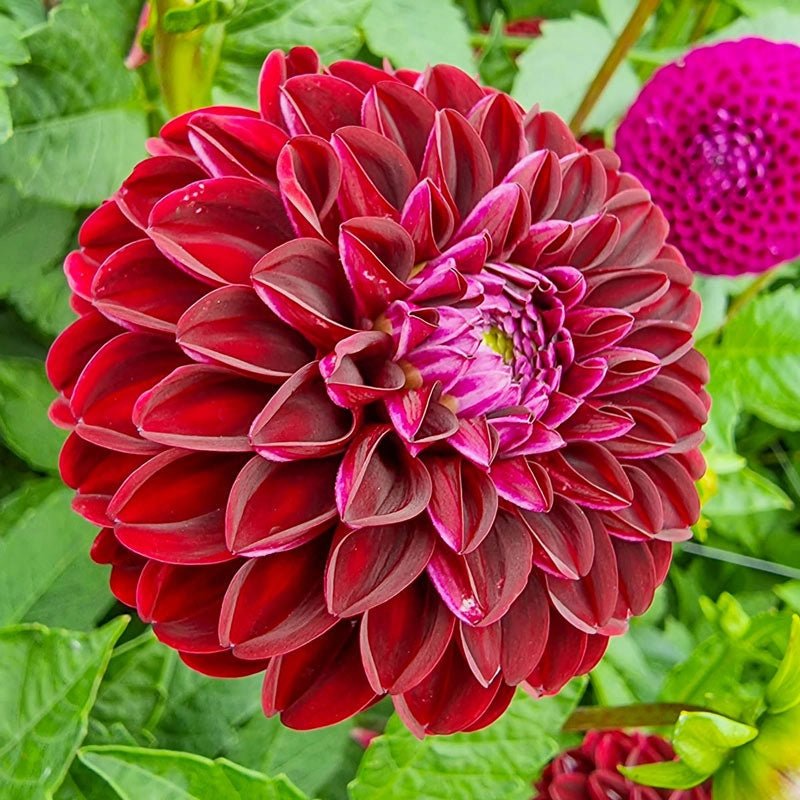 Dark Spirit Dahlia.jpeg