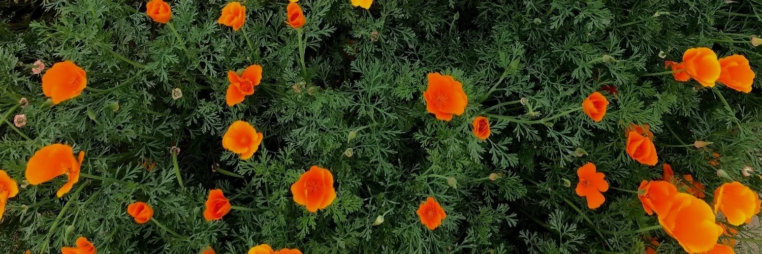 1500x500.jpg