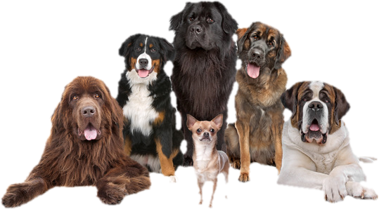 Getting a dog? How to choose a perfect match for your family