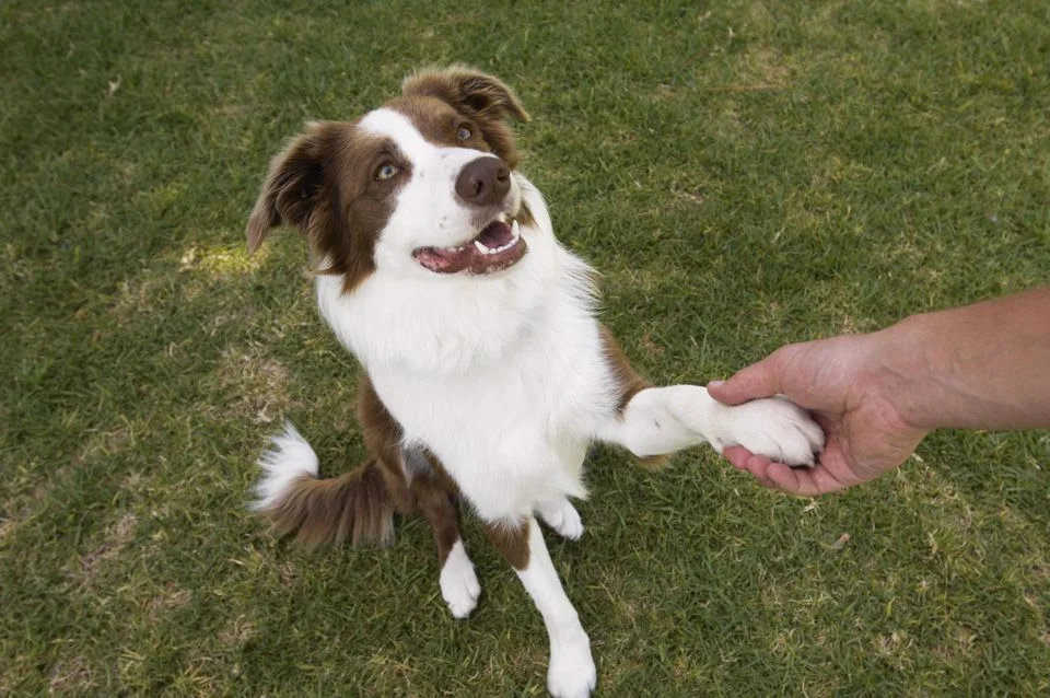 How to choose a quality dog trainer