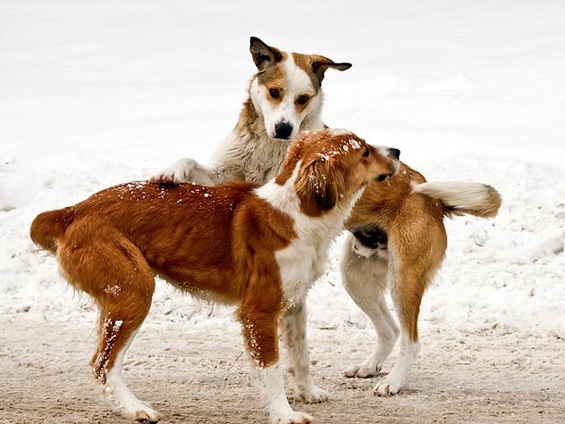 Teaching socialization and coping skills to your new family member