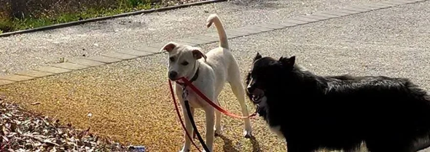 Want to go for a walk?
