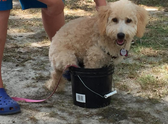 Conquering fears and phobias... some dogs are fearful.