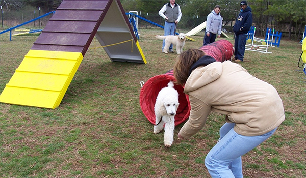 dog agility class