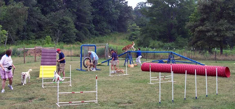 Training Dog Agility  Dog agility course, Dog agility, Dog