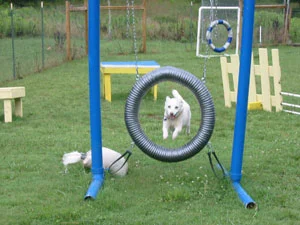 agility4.jpg